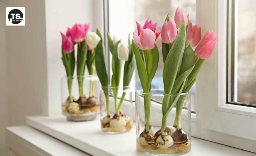 Cách trồng hoa tulip thủy sinh