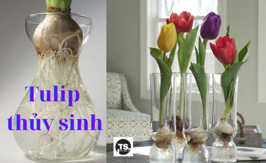 Cách trồng hoa Tulip thủy sinh đơn giản và hiệu quả
