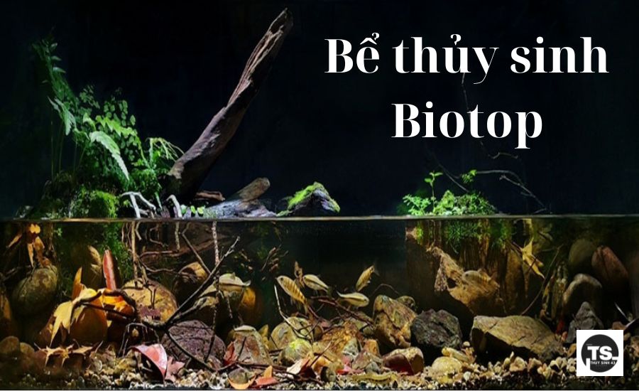 Bể thủy sinh Biotop: Tái hiện hệ sinh thái tự nhiên trong nhà