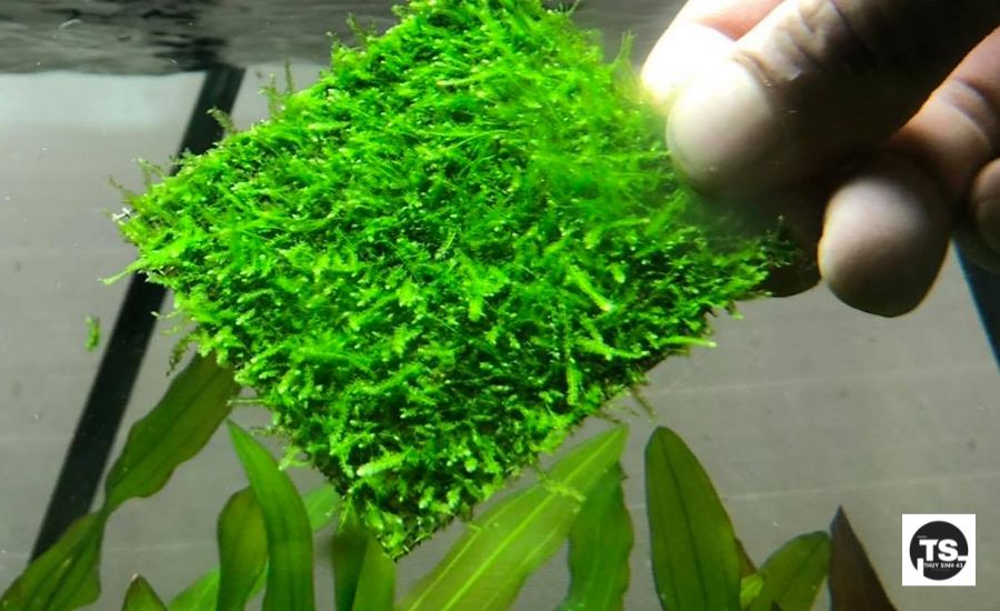 Chọn môi trường thích hợp cho rêu thủy sinh của bạn