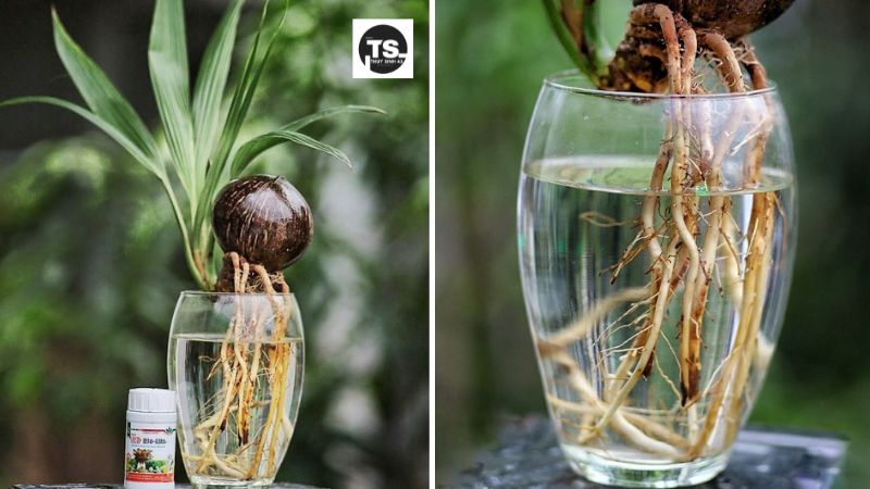 Cách chăm cây dừa thủy sinh bonsai