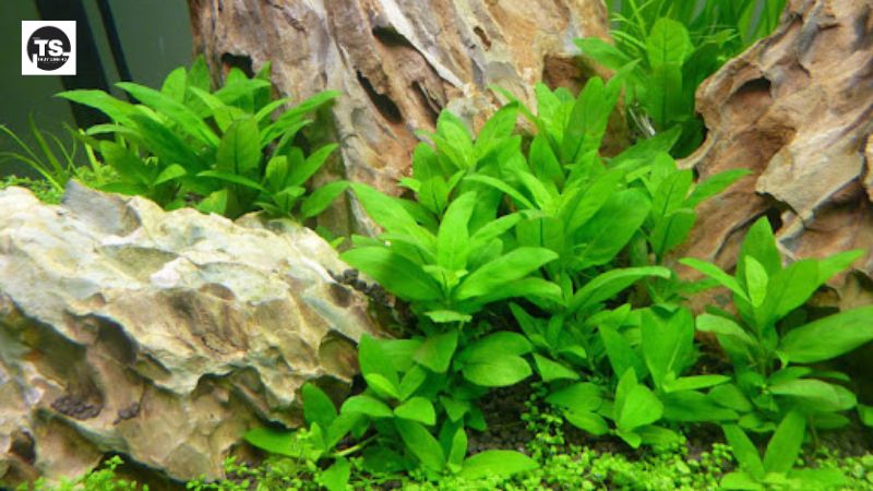 Lợi ích của việc trồng Staurogyne trong bể thủy sinh của bạn
